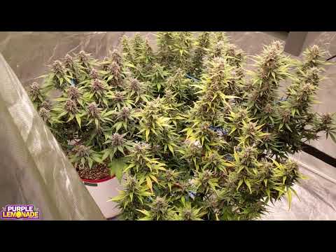 Purple Lemonade Week 7