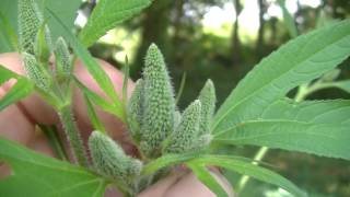 The Cause Of Your Summer Allergies - Giant Ragweed