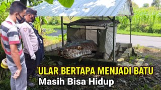 Download lagu Viral.! Ular Bertapa Menjadi Batu Bisa Bergerak Di Jawa Timur mp3