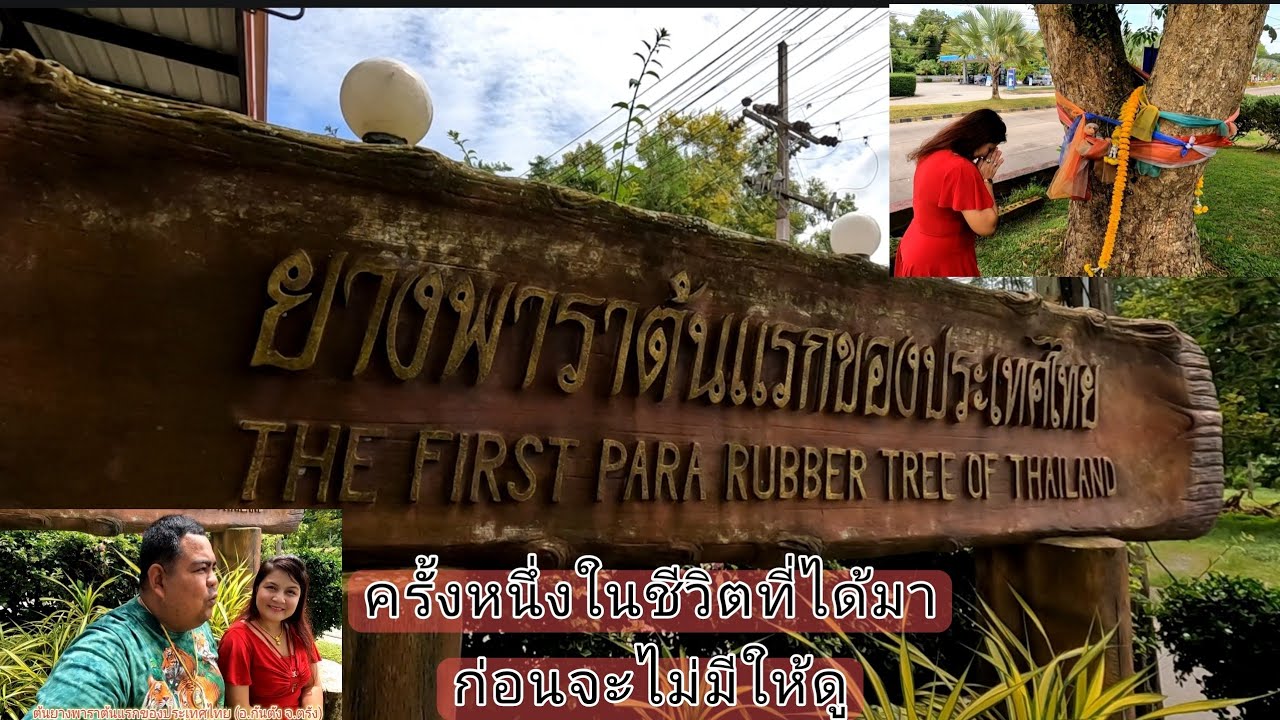 First Para Rubber Tree of Thailand