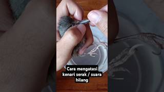 Download lagu Cara mengatasi kenari serak atau suara hilang dengan cepat #perawatankenari #kenari  #kenarigacor mp3