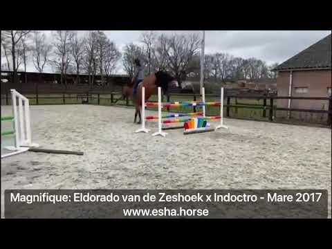 Magnifique: ELDORADO VAN DE ZESHOEK x INDOCTRO