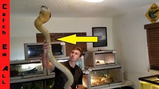 SURVIVING a 10' KING COBRA!....My STUPID biggest Mistake!