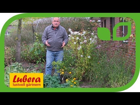 Yuzu - the hardy lemon