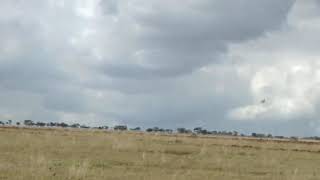 Download lagu Sanma gacor di habitat aslinya bunyi sambil terbang mp3