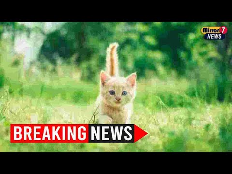 Vietnam police find 2,000 dead cats intended for traditional medicine