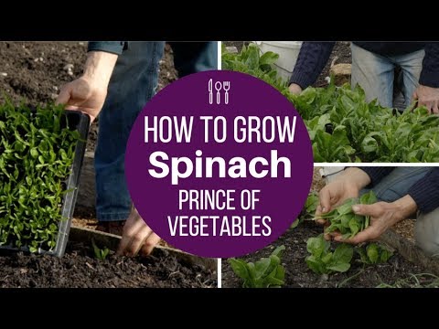 download lagu mp3 mp4 Spinach Season Uk, download lagu Spinach Season Uk gratis, unduh video klip Spinach Season Uk