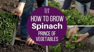 Spinach for many harvests, sow early or late, space for long lived plants