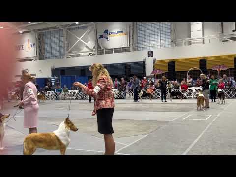 Jessie, Cullain and Super Steve CCA BOV 2025