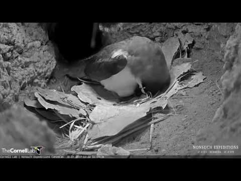 Hatch Alert: First Signs of Pipping on the Bermuda Petrel Egg – Mar. 2, 2017