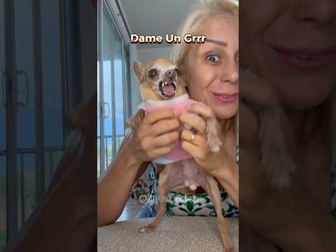 CACHORRO PINSCHER MATA TUTORA #pets #humor #comedian