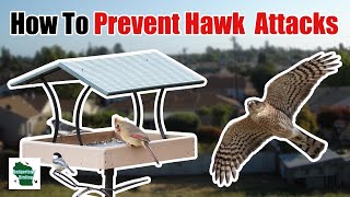 How to Prevent Hawks and Falcons from Killing Your Backyard Birds