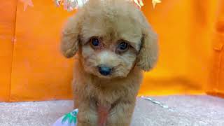 トイプードルの動画01