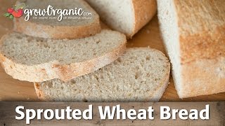 How to Make Sprouted Wheat Bread at Home