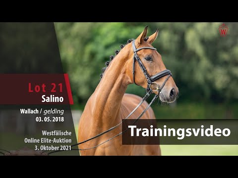 62. Elite-Auktion Training Lot 21 Salino v. Sir Heinrich/Florestan I