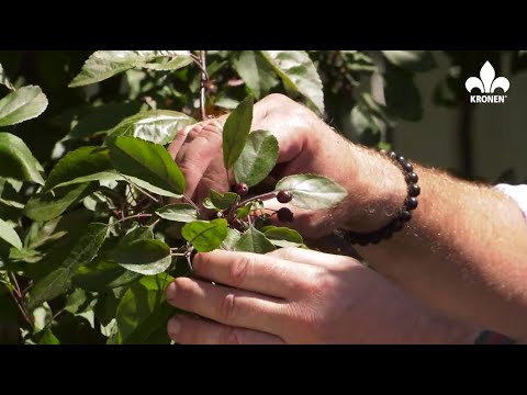 KRONEN 2021 Poradnik - Jak uprawiać jabłonie ozdobne?