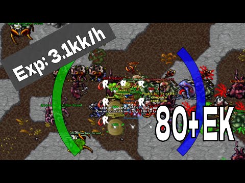 3.1kk Exp per hour on level 80 Elite knight | Tibia low level oramond west hunt.