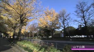 初冬の横浜　〜本牧三渓園・日本大通・山下公園・MM21〜