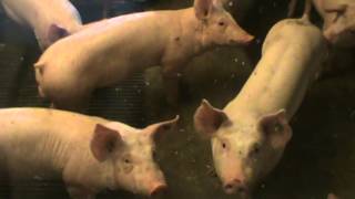 preview picture of video 'Varkensboerderij Leemslagen'