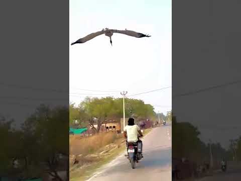 Man forms unlikely friendship with a stork he rescued