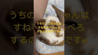 うちのここちゃんはすね毛をぺろぺろが大好きです#ロップイヤー #うさぎ  #いやし