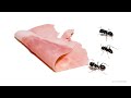 Ants vs Ham Time-lapse