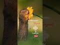 ஹரிஹரன் குரலில் Semparuthi Poovae Hariharan Hits Deva PaVijay Vanitaedit