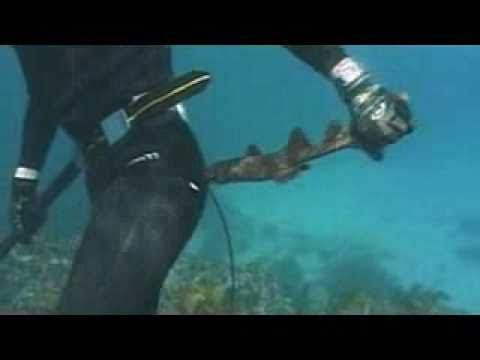 Funny Shark Attack | Scuba Diving Australia