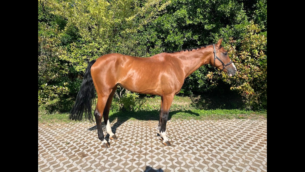 Calet (CASALLCO x CLINTON II) video 3