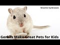 Gerbils Make Great Pets For Kids Episode 01