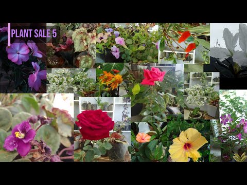 මගේ පස්වෙනි පැළ සේල් එක | My fifth plant sale | 𝙉𝙞𝙡𝙙𝙞 𝙁𝙡𝙤𝙧𝙖 | #plants #viral #garden #homedecor