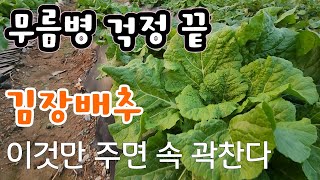 김장배추 무름병 걱정 끝!  이것만 주면 속 곽찬 김장배추 걱정 없다