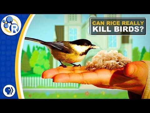 YouTube video about: Can birds eat uncooked pasta?