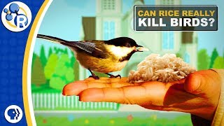 Fact or Fiction: Uncooked Rice is Bad for Birds