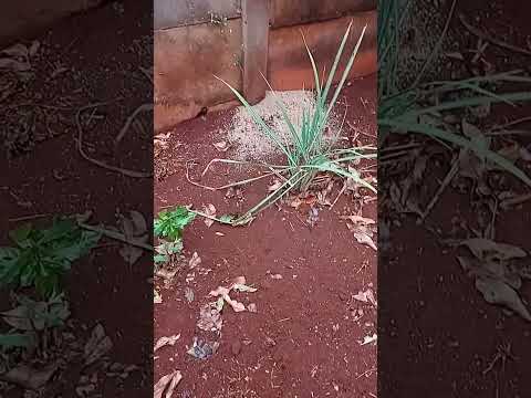 Santa Rosa de Goiás 2 de outubro 2026