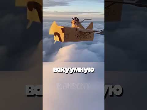 Кот врунишка