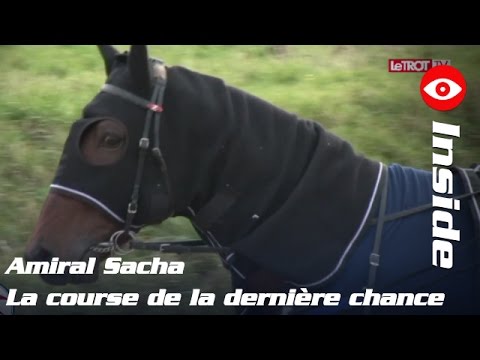 AMIRAL SACHA, la dernière chance dans le Prix de Belgique 2016 - #INSIDE