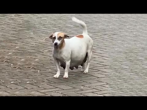 Pregnant Mommy Who is About to Give Birth is Begging For Food From Passersby