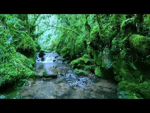 Birds chirping in the forest, babbling brook, nature sounds, creek sounds, forest ambience, ASMR