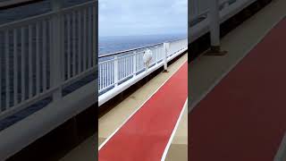 Cruise par Basketball court?! 🏀😱 #Shorts #travelvlog #cruiselife #seafarerslifeonboard #vlogshorts.