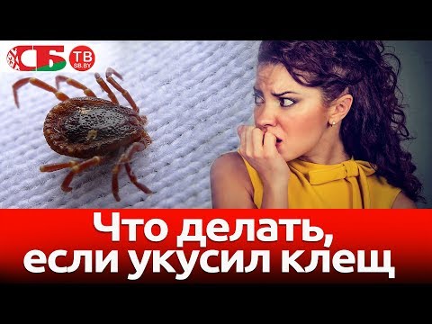 Что делать, если укусил клещ – доктор отвечает