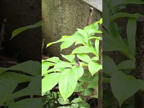 Beautiful butterfly ❤️❤️❤️