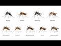 Every Type of Mosquito Explained