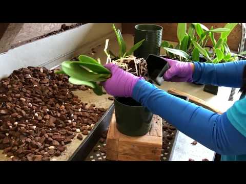 AOG Young Cattleya Transplanting