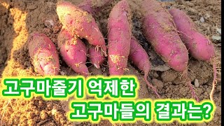 고구마줄기 성장억제한 고구마들의 결과는? 고구마 키우기,농사,농부,재배방법