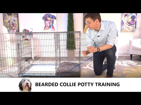 Bearded Collie Potty Training from World-Famous Dog Trainer Zak George -  Train Bearded Collie Puppy