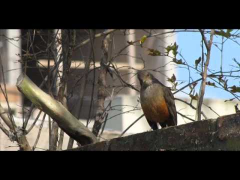 Al Pajaro video