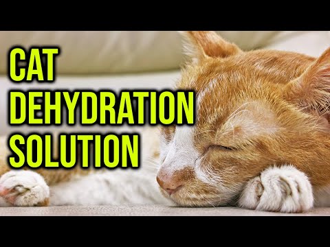 How To Avoid/Solve Cat Dehydration Problem/ All cats