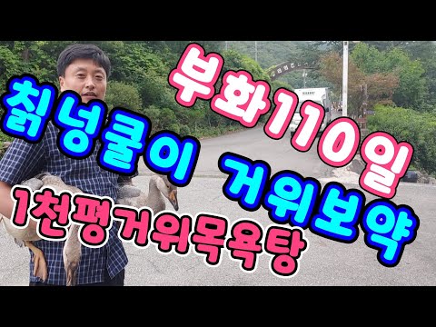 , title : '거위키우기 부화기 110일차 새끼 먹이로 칡넝쿨이 최고'