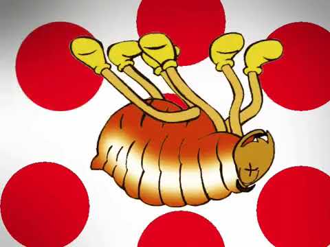 PULGUINHA NA CUECA DO VOVÔ - Vídeo Infantil | Desenho para Crianças